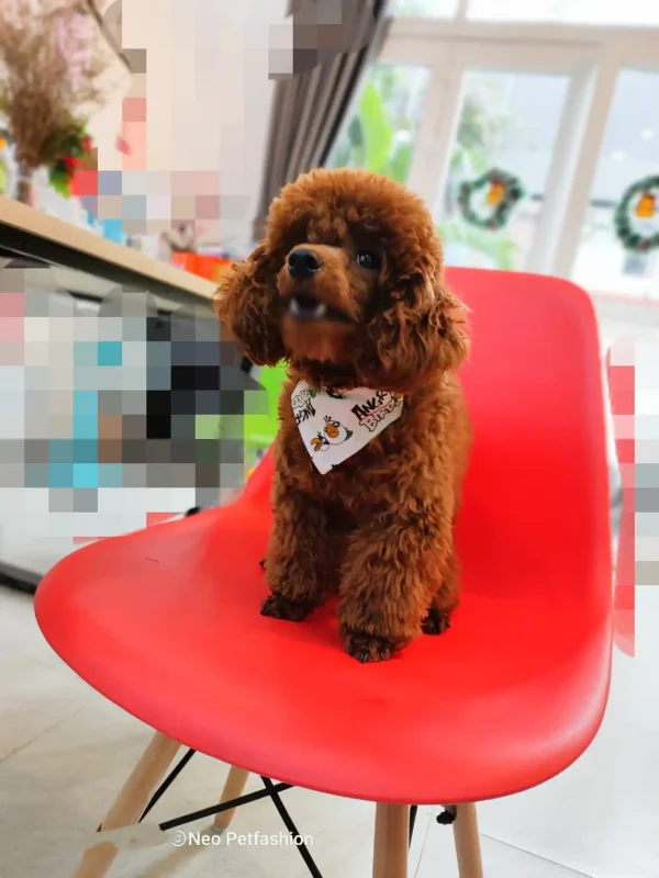 Bow Tie Design OEM Pet Accessories Various Patterns Pet Dog Bow Tie Bandana Dog Handkerchief HOANG LINH SG - Image 2