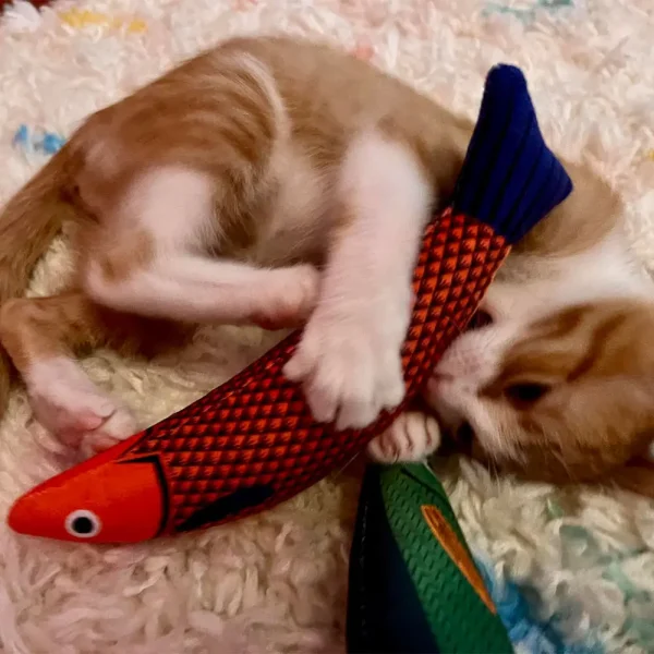 Pet Supplies Toys for Pets Fish Soft Durable Interactive Cat Kicker Toys Fish Shape Catnip Chewing Interactive Movement Toy - Image 2